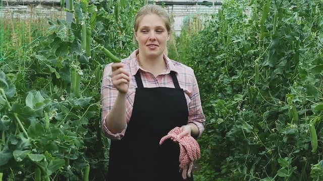  Young woman horticulturist in gloves picking harvest of pease in  greenhouse