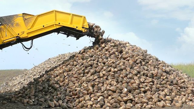 Crane conveyor of combine harvester unloading sugar beet. Harvesting machine working on farmland, slow motion
