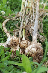 ニンニクの収穫