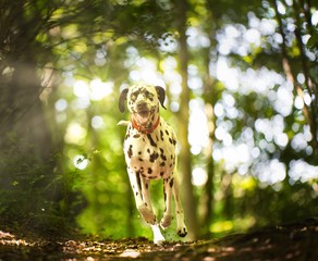 The Dalmatian