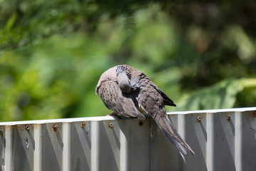 Close up of Brown Pigeon