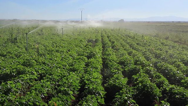 Riego por aspersion en campo con plantacion de frijoles, en verano. Sistema de riego mediante bomba de agua de motor diesel