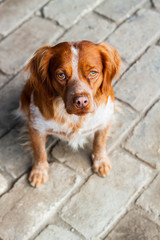 Epagneul Breton, spaniel breton, Brittany Spaniel, Bretonischer Spaniel hunting dog purebred Epagneul Breton looking at camera