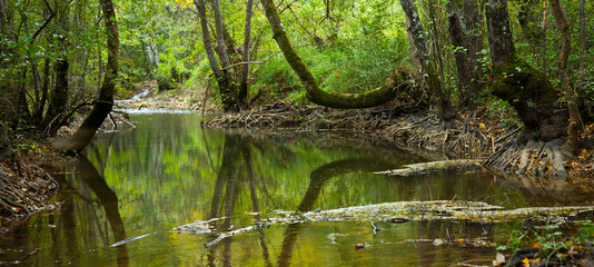 Alisos en Bosque de ribera. Alto Rudrón. Cañón del Ebro. BURGOS. CASTILLA Y LEÓN. ESPAÑA