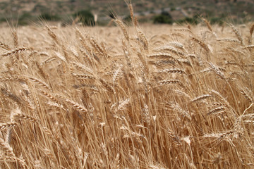 Golden ears of wheat  in sunlight