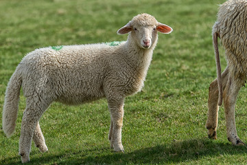 Lambs and sheeps on a green field