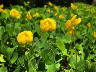 Obraz premium Pinto Peanut (Arachis pintoi) small yellow flowers on green leaves background