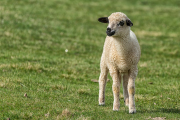 Lambs and sheeps on a green field
