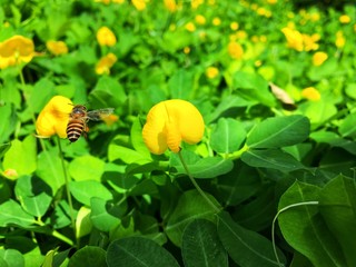 Pinto Peanut (Arachis pintoi) small yellow flower with flying bee on green leaves background