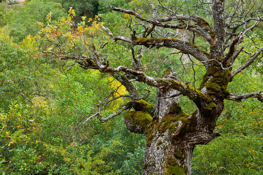 Viejo quejigo. Alto Rudr&oacute;n. Ca&ntilde;&oacute;n del Ebro. BURGOS. CASTILLA Y LE&Oacute;N. ESPA&Ntilde;A