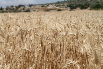 Golden ears of wheat  in sunlight