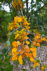 Quejigos en otoño. Alto Rudrón. Cañón del Ebro. BURGOS. CASTILLA Y LEÓN. ESPAÑA