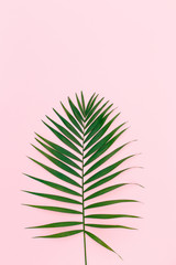 Tropical date palm leaf on pink background. Flat lay, top view, minimal concept.
