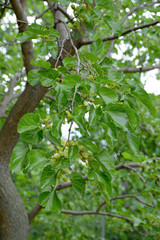 Fototapeta premium mulberry berries in mulberry tree