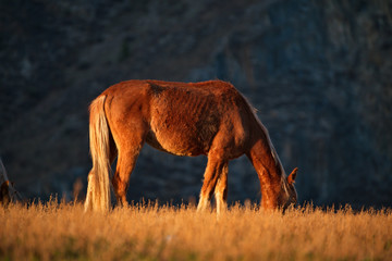 Russia. The South Of Western Siberia. Free pastures in the valleys of the Altai Mountains