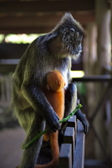 East Malaysia. island of Borneo. The name of the monkey Langur (monkey family) comes from a word...