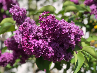 Blooming lilac flowers on the tree