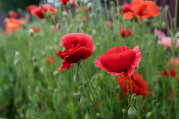 Red poppies of a background of green grass and poppies in the meadow