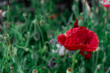 A red poppy on a background of green grass in the meadow