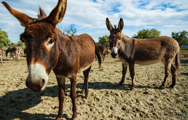 two donkeys on the farm