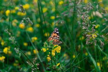 Close-up of an orange butterfly among yellow flowers and green grass in the summer day. 