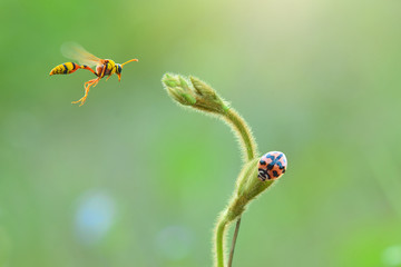  Beautiful butterflies in flowers