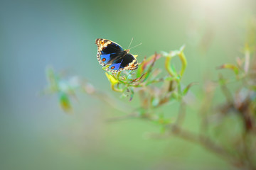  Beautiful butterflies in flowers