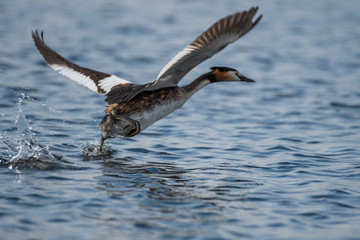 Isolated close up of single Great Crested Grebe Bird taking off in the wild- Danube Delta Romania
