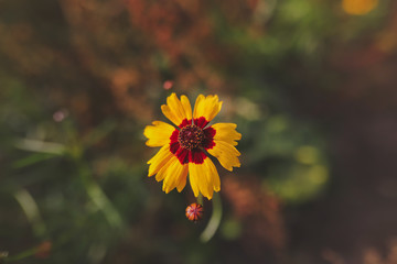 Popatrz na ten piękny kwiat. Natura jest niesamowita. I te kolory!