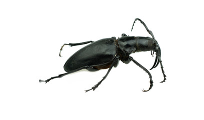 Morimus asper funereus