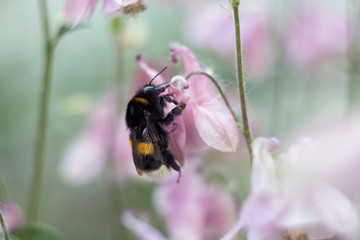 Fototapeta na wymiar Bumblebee on flower. The bumblebee collects pollen. Works like a bee