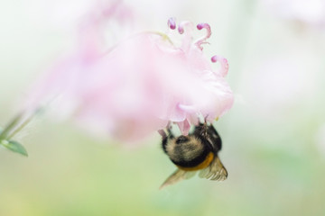 Bumblebee on flower. The bumblebee collects pollen. Works like a bee