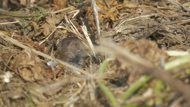 Levant vole eating in field, Hula Valley Israel