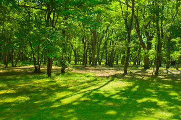 Obraz premium Sunshine forest