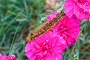 Caterpillar