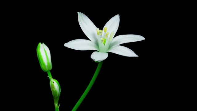 Timelapse of a small white flower blooming and completely opening on black background side view
