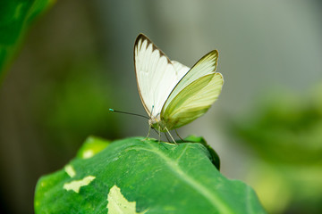 Great Southern White Butterfly