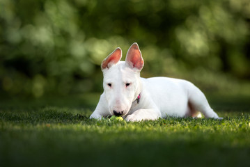 bull terrier puppy lying down outdoors