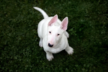 english bull terrier puppy sitting on grass