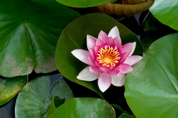 Water Lily and lily pad