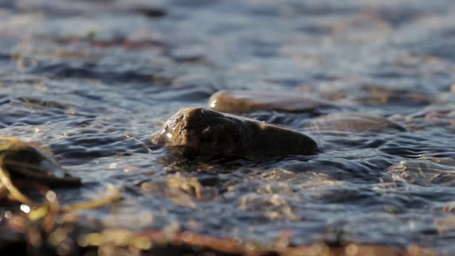 Close Up Of Calm Lake Waves Washing Over Stones In Shallow Water Near Shore