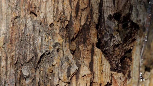 Close Up Shot Two Black Ants Walking All Over Brown Bark On Tree Trunk In Park In Summer