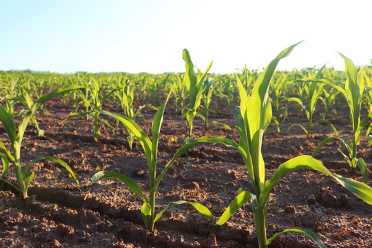field with young corn plants