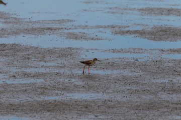 Small bird sitting in the mudflats at the north sea in germany in summer