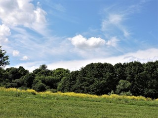 trees  in a field and blue sky