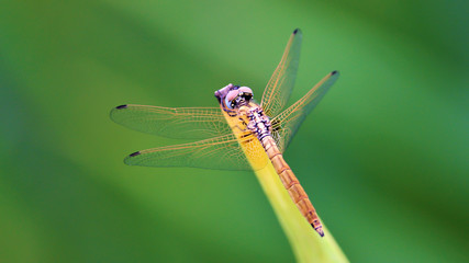 Colorful Dragonfly spreading it's wings against a blurred background