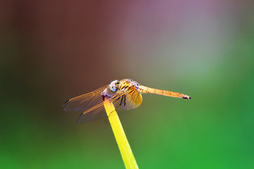 Colorful Dragonfly spreading it's wings against a blurred background