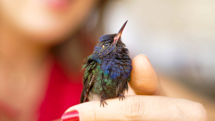 Hummingbird