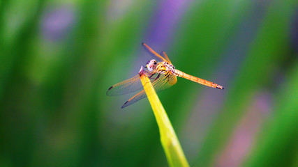 Colorful Dragonfly spreading it's wings against a blurred background