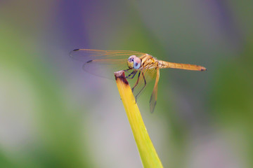Colorful Dragonfly spreading it's wings against a blurred background
